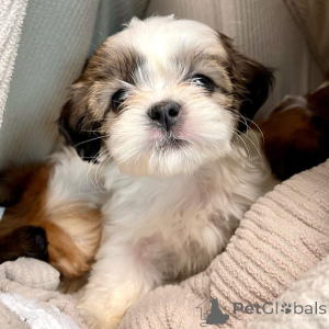 Zdjęcie №3. Szczenięta są dzisiaj od weterynarza i są gotowe, aby dołączyć do swojej nowej. Federacja Rosyjska