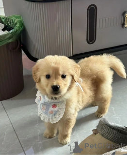 Zdjęcie №1. golden retriever - na sprzedaż w Афины | negocjowane | Zapowiedź №139208