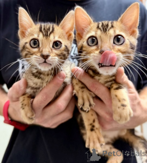 Zdjęcie №2 do zapowiedźy № 164374 na sprzedaż  kot bengalski - wkupić się Finlandia prywatne ogłoszenie, ze schronu