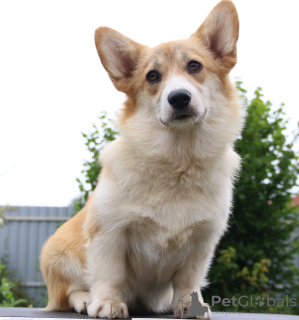 Dodatkowe zdjęcia: szczeniaczki welsh corgi pembroke po Interchampionie