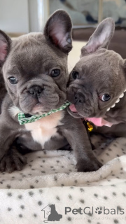 Zdjęcie №2 do zapowiedźy № 139016 na sprzedaż  buldog francuski - wkupić się Polska prywatne ogłoszenie