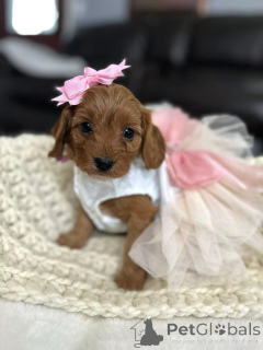 Zdjęcie №2 do zapowiedźy № 154341 na sprzedaż  cavalier king charles spaniel - wkupić się USA hodowca