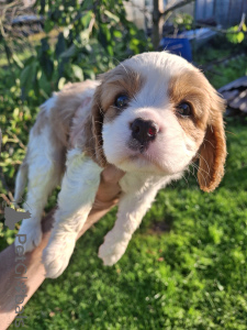 Zdjęcie №3. Idealne szczenięta Cavalier King Charles Spaniel.. Finlandia