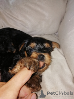 Zdjęcie №4. Sprzedam yorkshire terrier biewer, yorkshire terrier w Tallinn. prywatne ogłoszenie, od żłobka, hodowca - cena - 3348zł