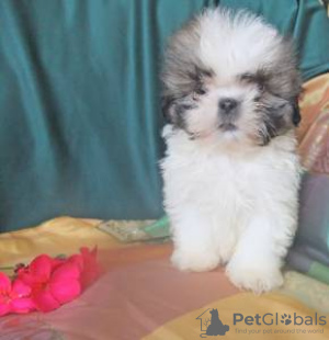 Zdjęcie №1. shih tzu - na sprzedaż w Lisbon | negocjowane | Zapowiedź №126858