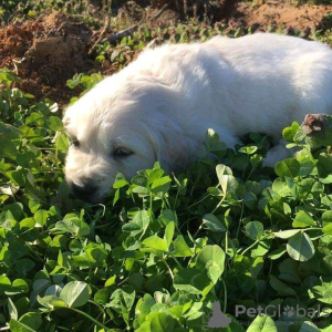 Zdjęcie №3. Sprzedam szczenięta rasy golden retriever. Australia