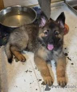 Zdjęcie №3. Prachtige Duitse Herder szczenięta te koop. Belgia