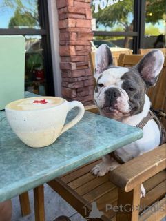 Zdjęcie №1. buldog francuski - na sprzedaż w London Borough of Camden | 2392zł | Zapowiedź №155341