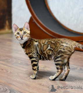 Zdjęcie №3. Kocięta bengalskie z rodowodem. Białoruś