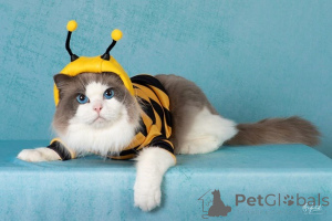 Zdjęcie №2 do zapowiedźy № 156261 na sprzedaż  ragdoll - wkupić się Dania prywatne ogłoszenie