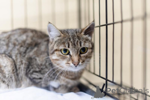 Zdjęcie №3. Spokojna i czuła Anfisa szuka domu.. Federacja Rosyjska