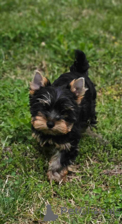Zdjęcie №3. Sprzedam szczenięta Yorkshire Terrier. USA