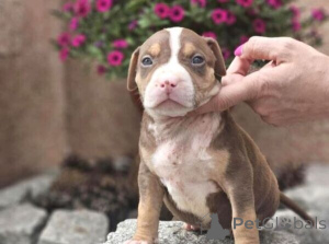 Zdjęcie №1. american bully - na sprzedaż w Bække | negocjowane | Zapowiedź №170293