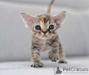 Zdjęcie №1. devon rex - na sprzedaż w Vreden | 6278zł | Zapowiedź № 44547