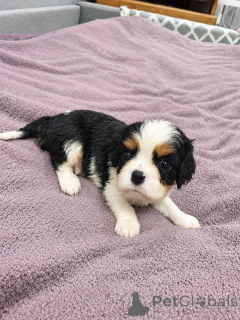 Dodatkowe zdjęcia: Idealne szczenięta Cavalier King Charles Spaniel.