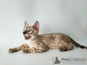 Zdjęcie №1. kot bengalski - na sprzedaż w Borispol | 4584zł | Zapowiedź № 12164