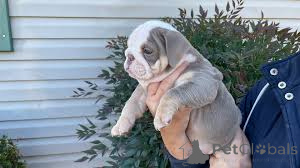 Zdjęcie №2 do zapowiedźy № 166004 na sprzedaż  buldog angielski - wkupić się Hiszpania prywatne ogłoszenie, hodowca
