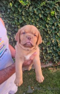 Zdjęcie №3. Szczenięta Dogue de Bordeaux. Serbia