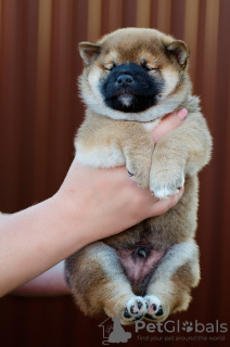 Dodatkowe zdjęcia: Szczeniaki Shiba inu