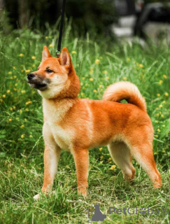 Zdjęcie №3. Szczenięta Shiba Inu. Ukraina