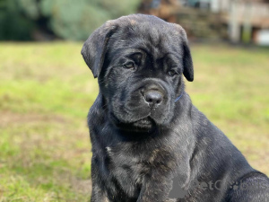 Zdjęcie №3. Kochające szczenięta Cane Corso gotowe do ochrony i więzi. Niemcy