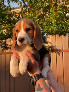 Dodatkowe zdjęcia: Uroczy piesek rasy beagle szuka domu i najczulszych przytulasów!
