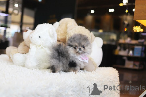 Zdjęcie №3. Dean Janet Kay Puppies House. USA