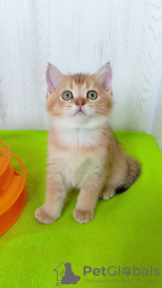 Zdjęcie №4. Sprzedam chinchilla cat w Карловка. od żłobka - cena - 2511zł