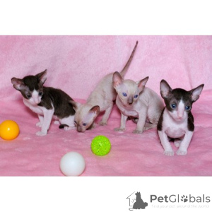Zdjęcie №1. kot cornish rex - na sprzedaż w Göppingen | 1674zł | Zapowiedź № 174404