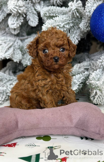 Zdjęcie №1. pudel (zabawka) - na sprzedaż w Helsinki | 2392zł | Zapowiedź №164030