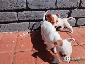 Zdjęcie №1. jack russell terrier - na sprzedaż w Andorra La Vella | negocjowane | Zapowiedź №169498