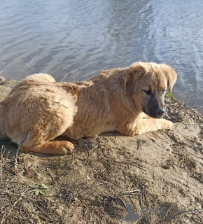 Zdjęcie №2 do zapowiedźy № 28582 na sprzedaż  pies nierasowy - wkupić się Federacja Rosyjska prywatne ogłoszenie