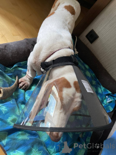 Zdjęcie №1. basset hound - na sprzedaż w Darmstadt | 3244zł | Zapowiedź №157666