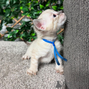 Zdjęcie №1. kot bengalski - na sprzedaż w Ładny | 3588zł | Zapowiedź № 152770