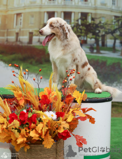 Zdjęcie №2 do zapowiedźy № 121527 na sprzedaż  owczarek australijski - wkupić się Polska od żłobka