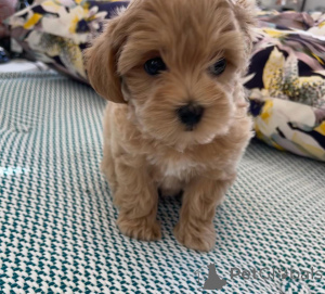 Zdjęcie №4. Sprzedam maltańczyk w Algermissen. prywatne ogłoszenie - cena - 3588zł