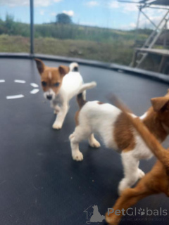 Zdjęcie №2 do zapowiedźy № 171981 na sprzedaż  jack russell terrier - wkupić się Belgia prywatne ogłoszenie