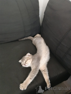 Zdjęcie №2 do zapowiedźy № 175520 na sprzedaż  scottish fold - wkupić się Gruzja prywatne ogłoszenie, od żłobka, hodowca