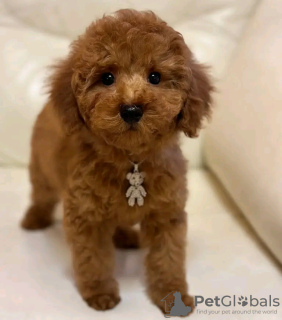 Zdjęcie №1. pudel (zabawka) - na sprzedaż w Porto | negocjowane | Zapowiedź №128598