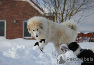 Zdjęcie №3. Szczeniaki pirenejskich psów pasterskich. Litwa