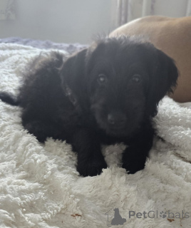 Zdjęcie №2 do zapowiedźy № 157790 na sprzedaż  labrador retriever - wkupić się Belgia hodowca