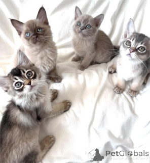 Zdjęcie №1. kot burmski - na sprzedaż w Grömitz | 1674zł | Zapowiedź № 154159