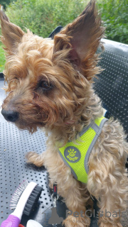 Zdjęcie №4. Sprzedam  w Londyn. prywatne ogłoszenie - cena - Bezpłatny