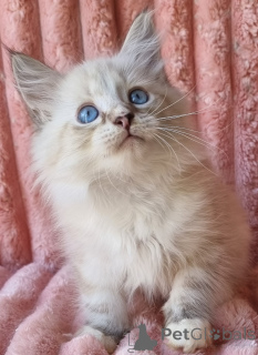 Zdjęcie №2 do zapowiedźy № 154385 na sprzedaż  neva masquerade - wkupić się Ukraina prywatne ogłoszenie, od żłobka, hodowca