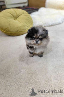 Zdjęcie №3. Pomerskie szczenięta do adopcji. Hiszpania