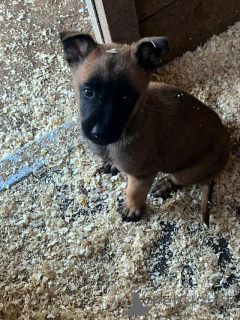 Zdjęcie №1. malinois - na sprzedaż w Ath | Bezpłatny | Zapowiedź №176053