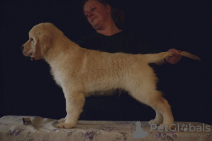 Zdjęcie №4. Sprzedam golden retriever w Petersburg. hodowca - cena - 3820zł