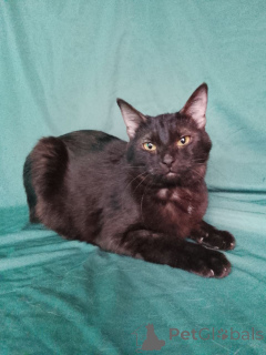 Zdjęcie №1.  - na sprzedaż w Rzeka Moskwa | Bezpłatny | Zapowiedź № 161656