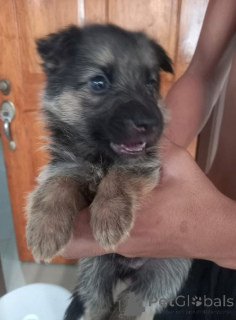 Zdjęcie №2 do zapowiedźy № 142816 na sprzedaż  owczarek niemiecki - wkupić się Niemcy prywatne ogłoszenie