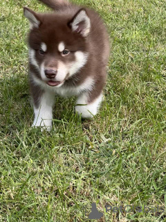 Zdjęcie №2 do zapowiedźy № 176230 na sprzedaż  alaskan malamute - wkupić się USA prywatne ogłoszenie